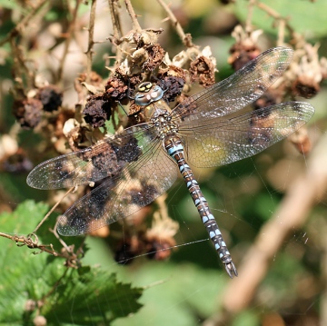 Migrant Hawker Dragonfly Copyright: Geoff Vowles