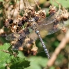 Migrant Hawker Dragonfly Copyright: Geoff Vowles