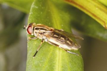 Lejops vittatus Copyright: Peter Harvey