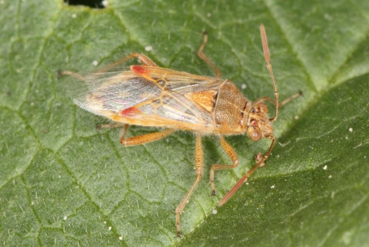 Liorhyssus hyalinus 2 Copyright: Peter Harvey