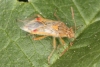 Liorhyssus hyalinus 2