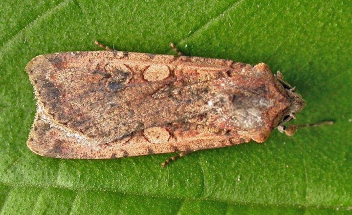 Pearly Underwing     Peridroma saucia Copyright: Graham Ekins