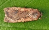 Pearly Underwing     Peridroma saucia