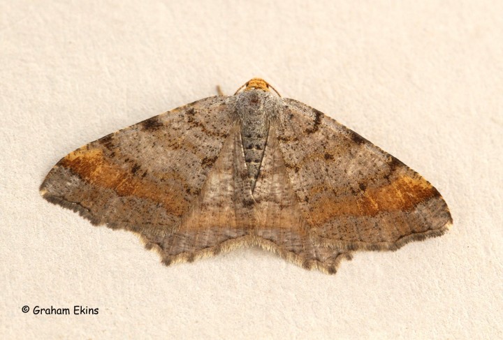 Tawny-barred Angle  Macaria liturata Copyright: Graham Ekins