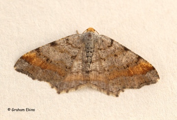 Tawny-barred Angle  Macaria liturata Copyright: Graham Ekins