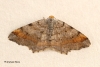Tawny-barred Angle  Macaria liturata 