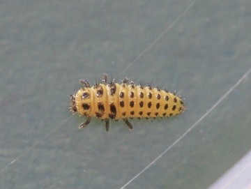 Psyllobora vigintiduopunctata larva Copyright: Yvonne Couch