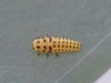 Psyllobora vigintiduopunctata larva 