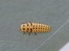 Psyllobora vigintiduopunctata larva