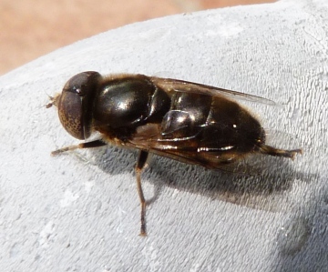 Eristalinus aeneus Copyright: Andrew Thompson