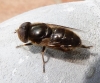 Eristalinus aeneus