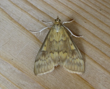 European Corn Borer 2 Copyright: Stephen Rolls