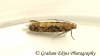 Scrobipalpa ocellatella 4 (GD)