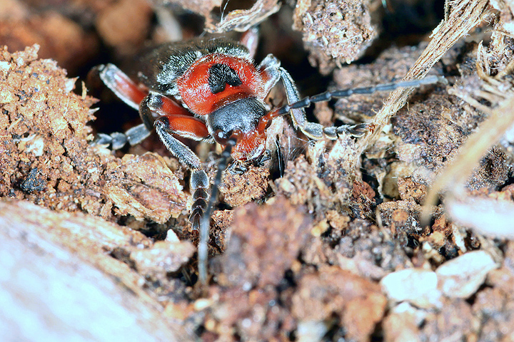 Cantharis rustica (8 May 2011) Copyright: Leslie Butler