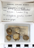 Chingford London Clay Fossils Glycymeris wrigleyi bivalves