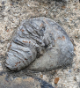 Matching Church Volviceramus Bivalve August 2025