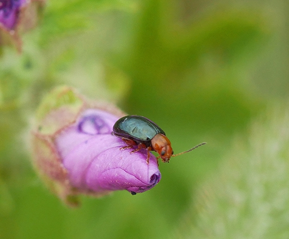 Podagrica fuscicornis on Common Mallow Copyright: Roger Payne