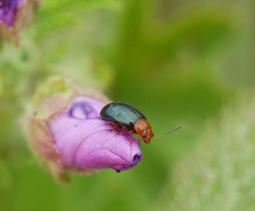 Podagrica fuscicornis on Common Mallow Copyright: Roger Payne