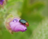 Podagrica fuscicornis on Common Mallow