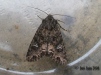 Dusky Brocade 