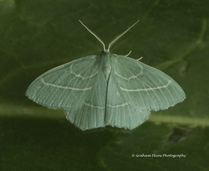 Hemistola chrysoprasaria   Small Emerald Copyright: Graham Ekins