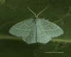 Hemistola chrysoprasaria   Small Emerald