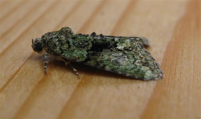 Tree Lichen Beauty. Copyright: Stephen Rolls