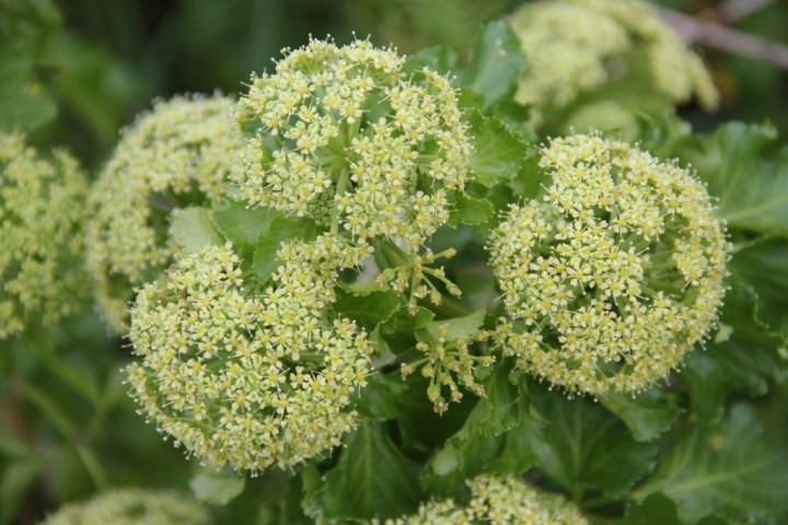 Alexanders flower closeup Copyright: Peter Harvey