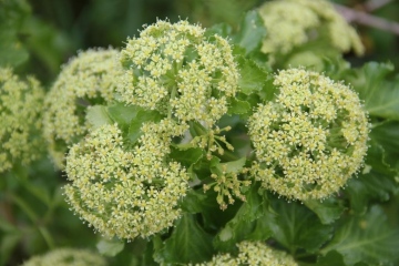 Alexanders flower closeup Copyright: Peter Harvey