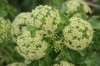 Alexanders flower closeup