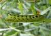 Deilephila elpenor (green form) Copyright: Sue Grayston