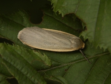 Dingy Footman Copyright: Peter Furze