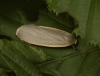 Dingy Footman Copyright: Peter Furze