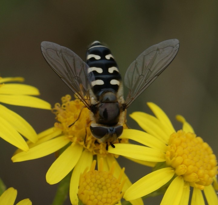 Scaeva pyrastri Copyright: Robert Smith