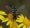 Scaeva pyrastri Copyright: Robert Smith