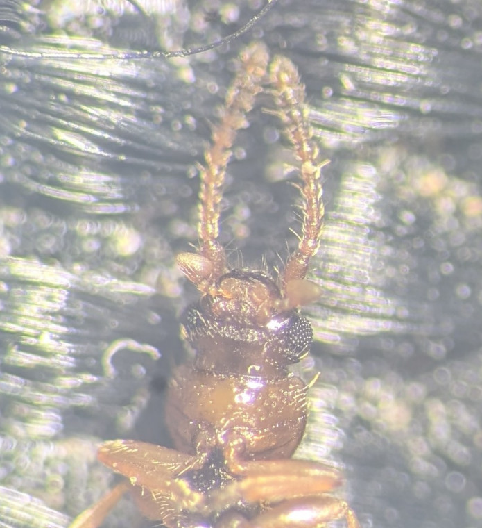 Psammoecus bipunctatus palps Copyright: Robert Smith