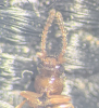 Psammoecus bipunctatus palps
