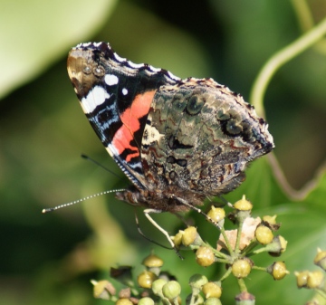 Red Admiral (underside) Copyright: Robert Smith