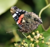 Red Admiral (underside) Copyright: Robert Smith