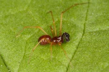 Neottiura bimaculata Copyright: Peter Harvey