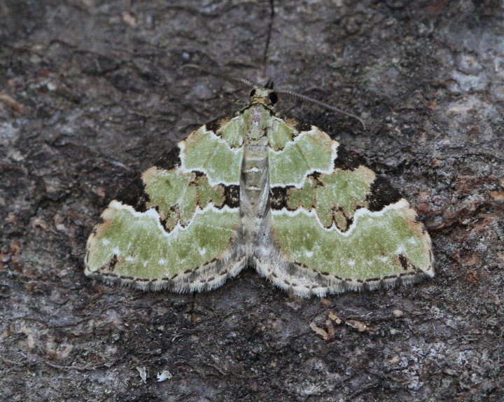 Colostygia pectinataria 2 Copyright: Graham Ekins