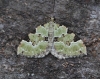 Colostygia pectinataria 2 Copyright: Graham Ekins