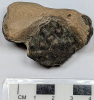 Fossil Crab from London Clay collected 1970 Carapace 