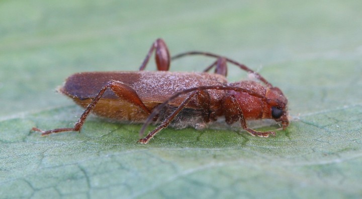 Phymatodes testaceus (Tanbark Borer) 2 Copyright: Graham Ekins