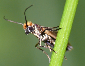 Micropterix calthella. Copyright: Peter Furze