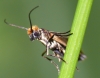 Micropterix calthella. Copyright: Peter Furze