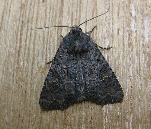 Common Rustic agg Copyright: Stephen Rolls