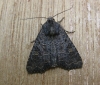 Common Rustic agg