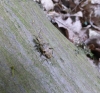Black-spotted Longhorn Beetle. 