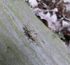 Black-spotted Longhorn Beetle. 